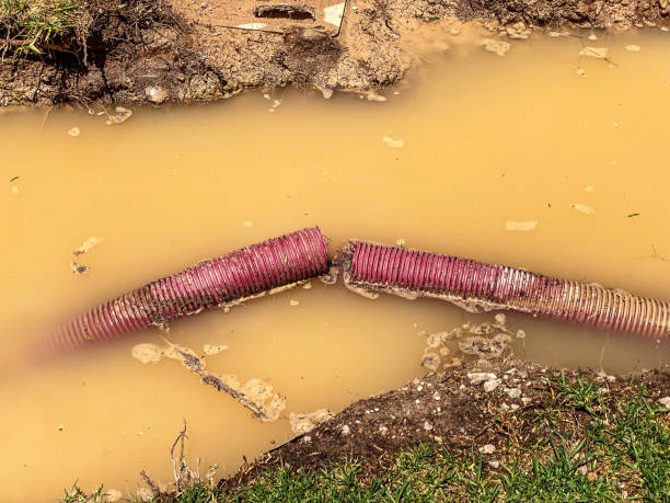 Best Mold removal after water damage  in Riceville, TN